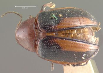 Media type: image; Entomology 9787   Aspect: habitus dorsal view